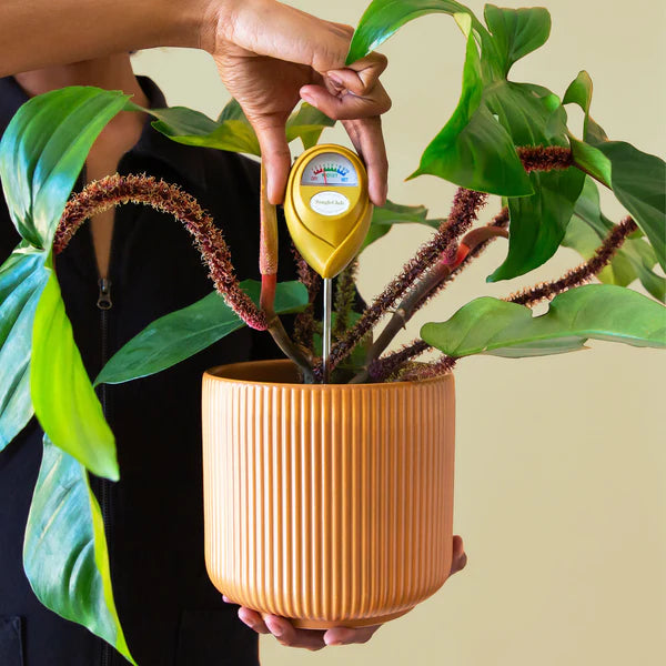 Jungle Club Plant Moisture Meter